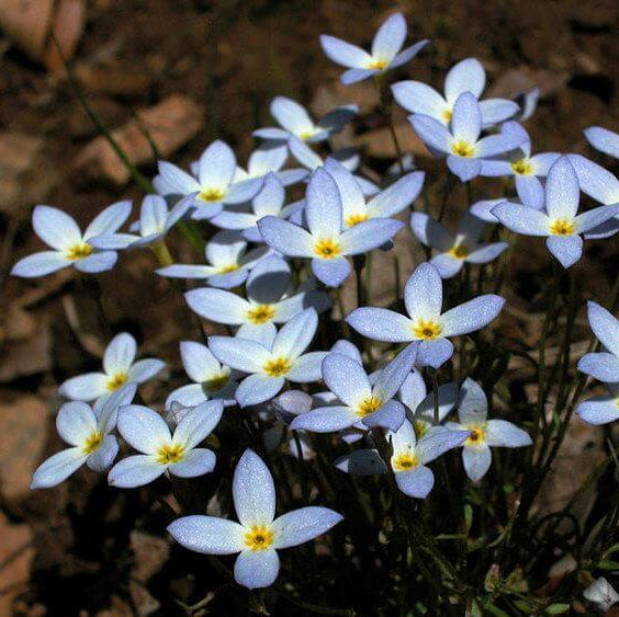 Bluets Wildflower Seeds for Planting