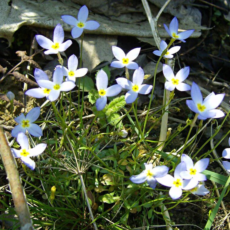 Bluets Wildflower Seeds for Planting