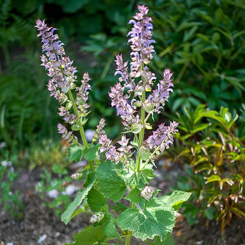 Bluish White Clary Sage Seeds - Herbal Plant