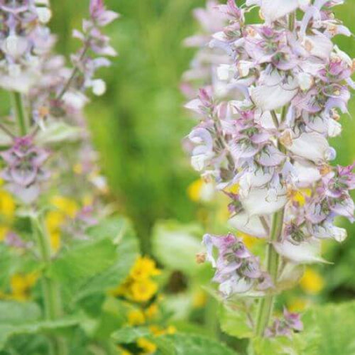 Bluish White Clary Sage Seeds - Herbal Plant