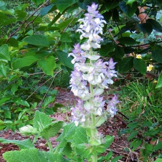 Bluish White Clary Sage Seeds - Herbal Plant