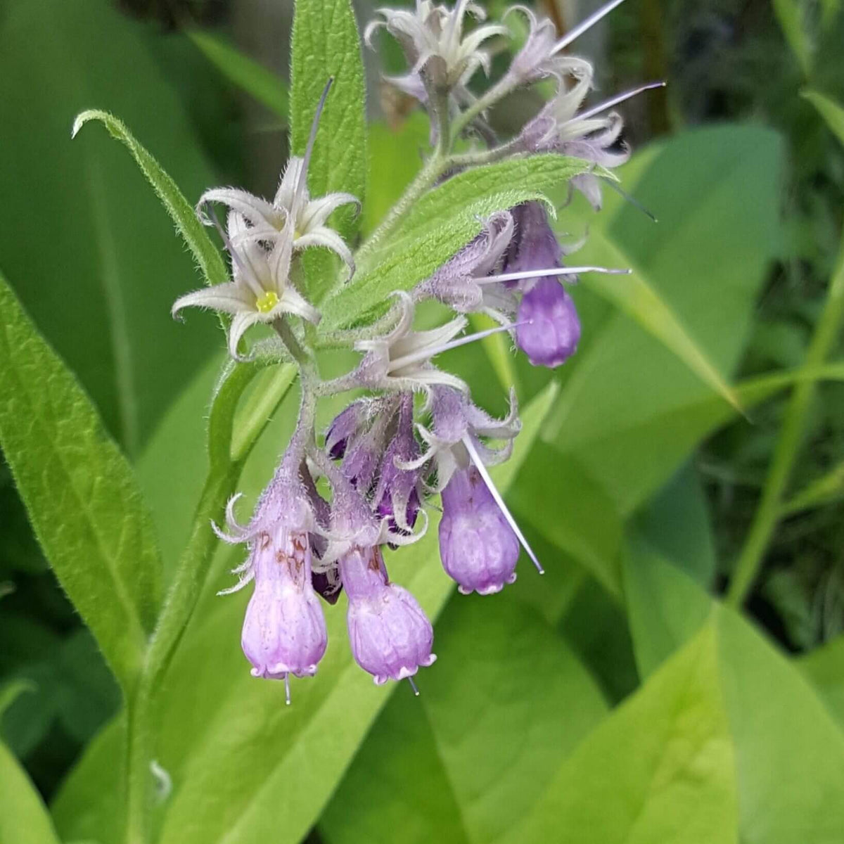 Borcking Bocking 14 Seeds | Comfrey Cultivar for Gardens