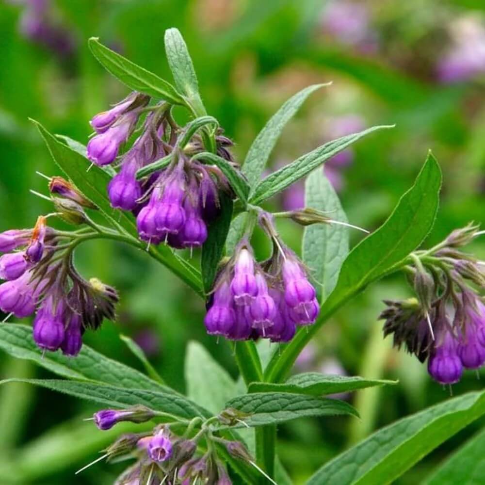 Borcking Bocking Series Seeds | Comfrey Cultivar Seeds