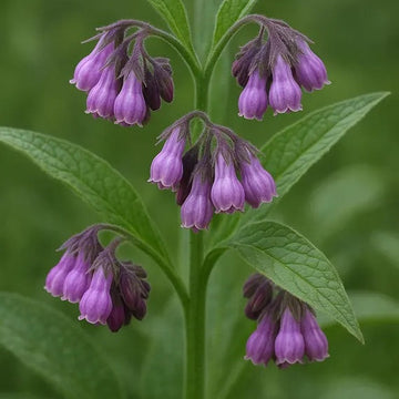 Bocking Series Seeds - Herbal Plant