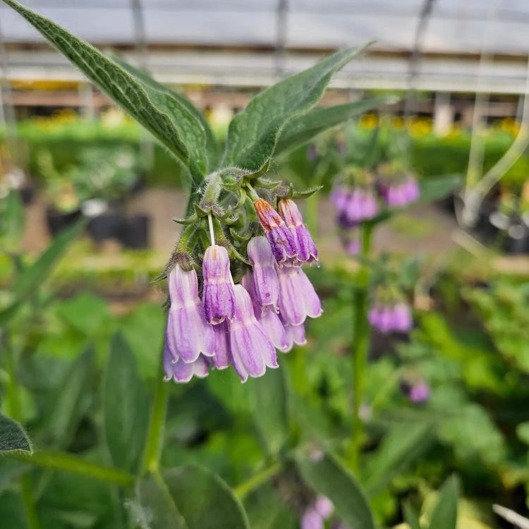 Bocking Series Seeds | Comfrey Cultivar Seeds