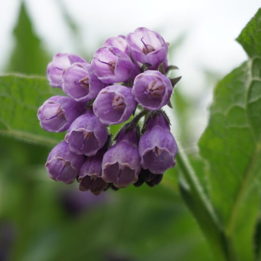 Bocking Series Seeds - Herbal Plant