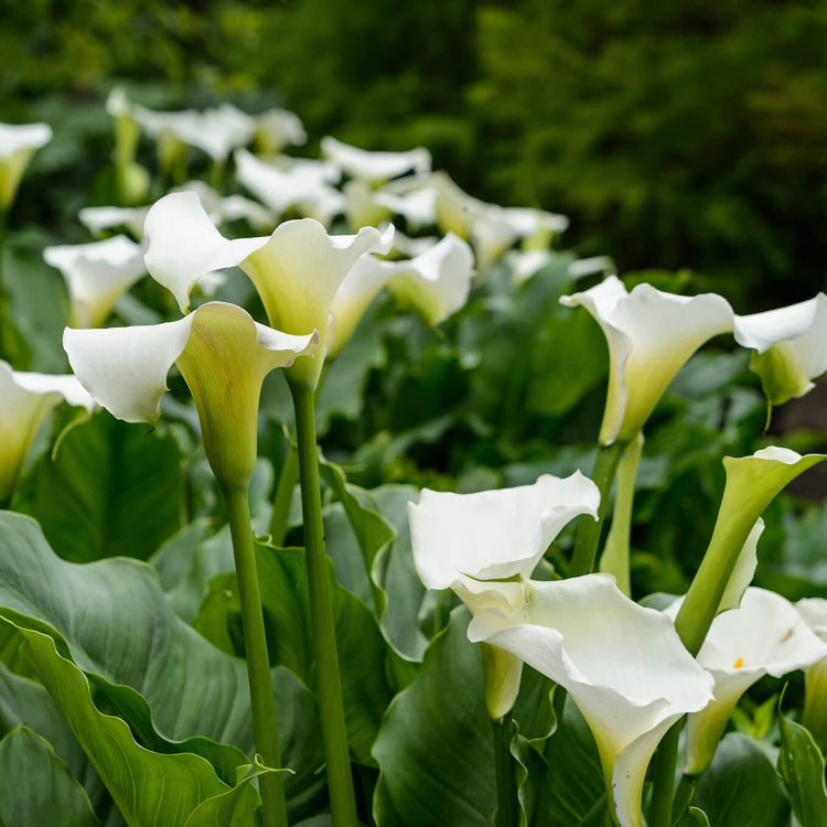 Bog Plant Seeds - Flower Plant for Home Gardens