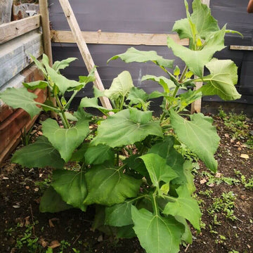 Bogachiel Yacon Seeds - Vegetable Plant