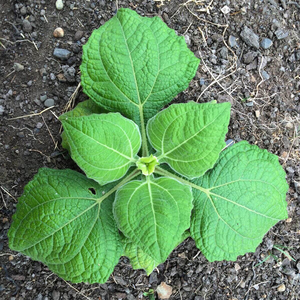 Bogachiel Yacon Seeds - Vegetable Plant