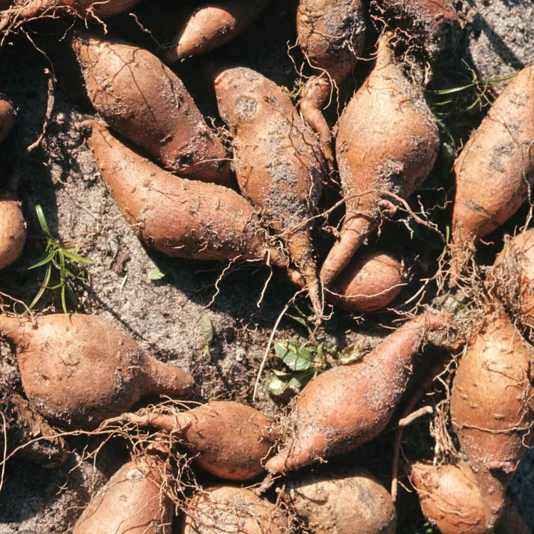 Bogachiel Yacon Seeds - Vegetable Plant
