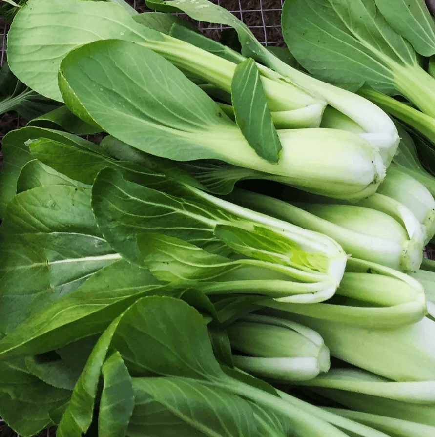 Bok Choy Seeds