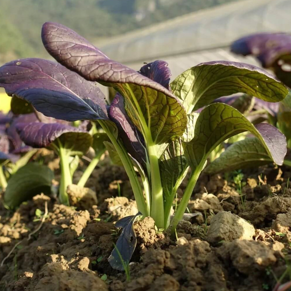 Bok Choy Seeds – Black 