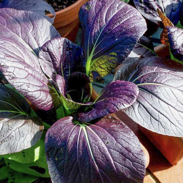 Bok Choy Seeds – Dark Purple
