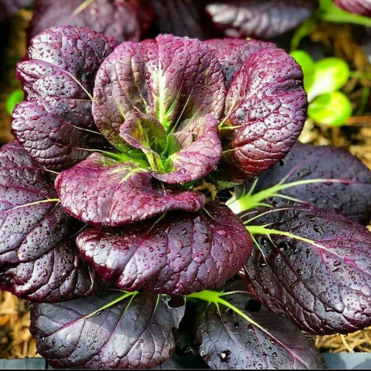 Bok Choy Seeds – Dark Purple