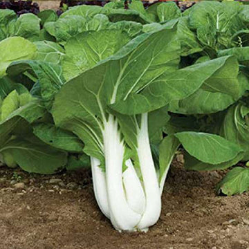 Bok Choy Seeds – Pak Choi
