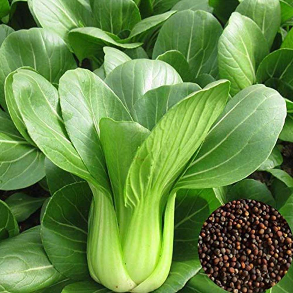 Bok Choy Seeds