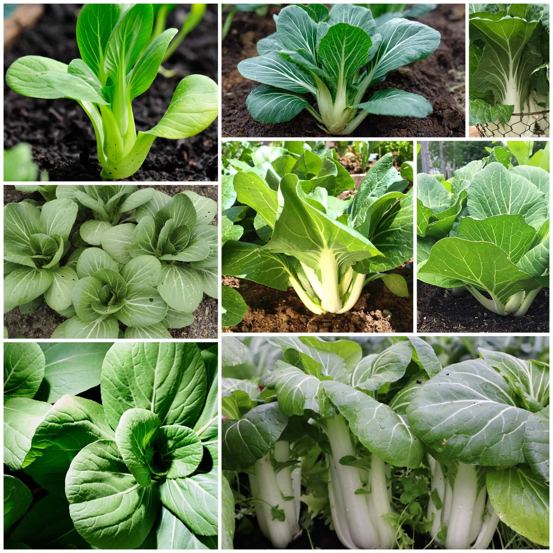 Bok Choy Seeds - All In One For Home Gardens