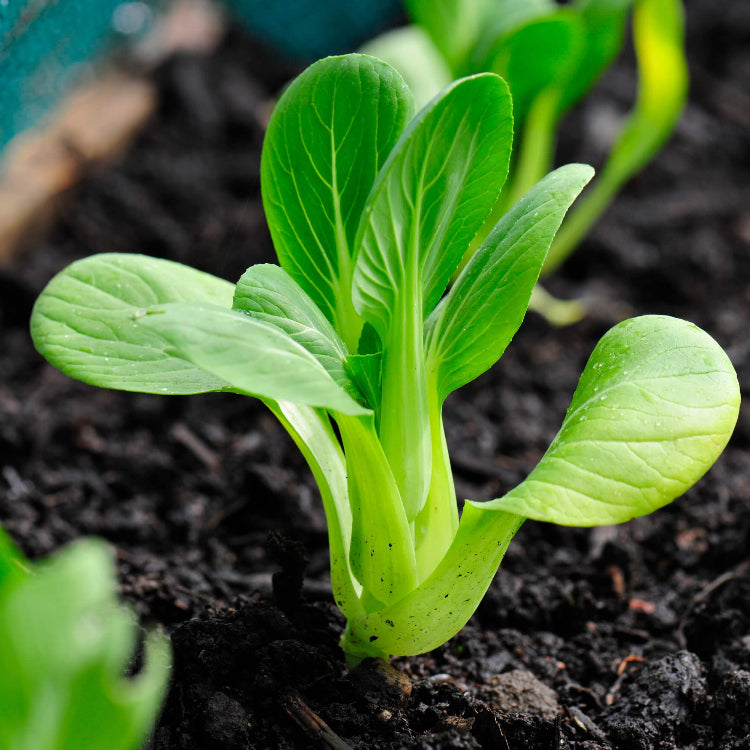 Bok Choy Seeds - All In One For Home Gardens