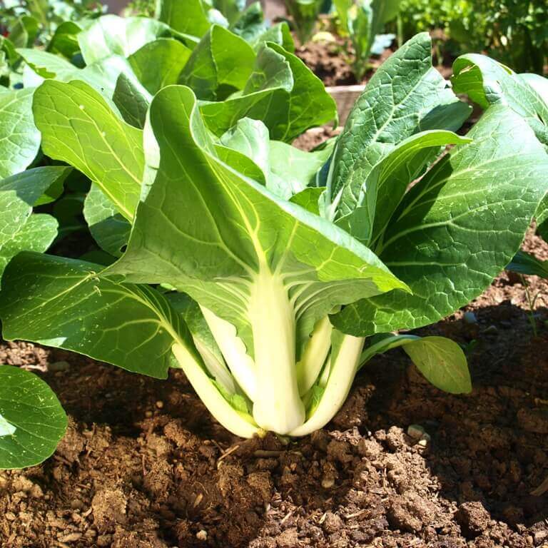 Bok Choy Seeds - All In One For Home Gardens