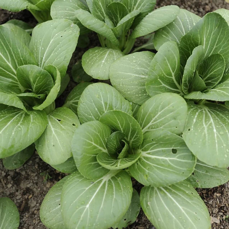 Bok Choy Seeds - All In One For Home Gardens