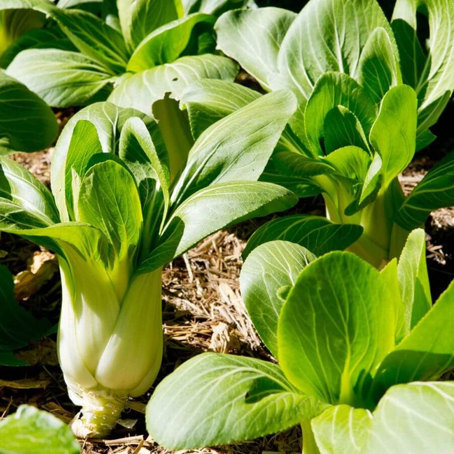 Bok Choy Seeds