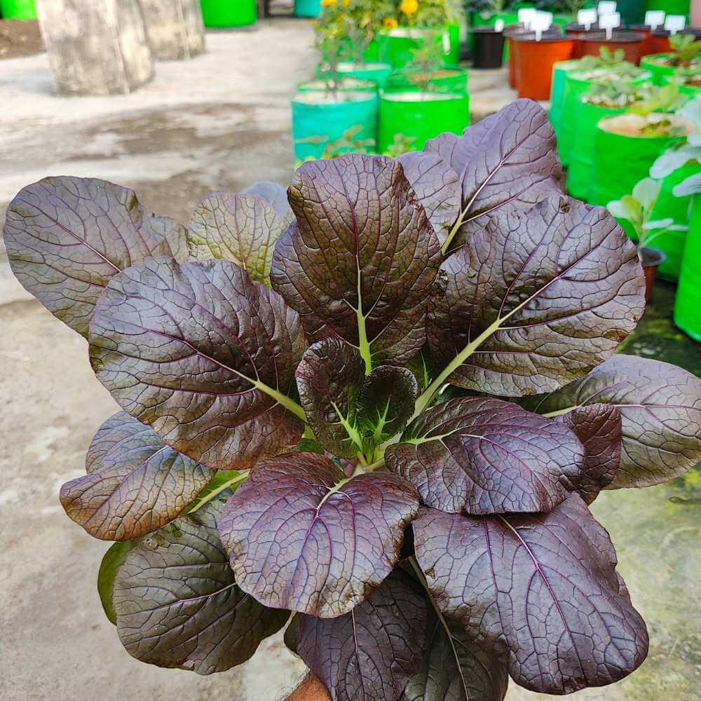 Bok Choy Seeds – Dark Purple