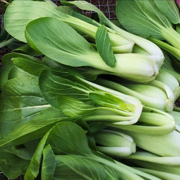Bok Choy Seeds – Pak Choi
