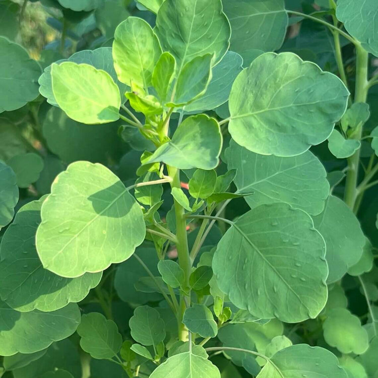 Bolivian Coriander Seeds - Herbal Plant