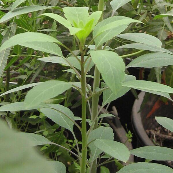 Bolivian Coriander Seeds - Herbal Plant