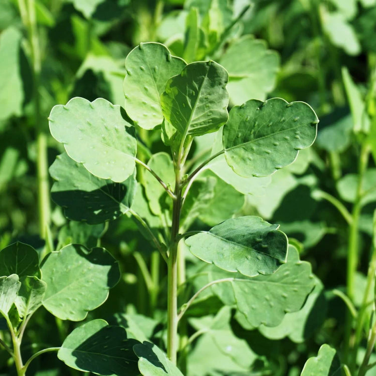 Bolivian Coriander Seeds - Herbal Plant