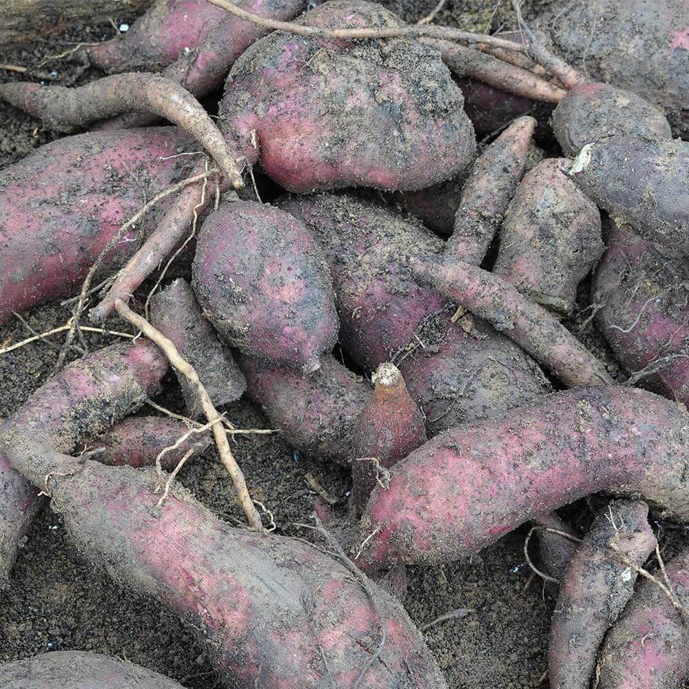 Bolivian Root Crop Seeds - Vegetable Plant
