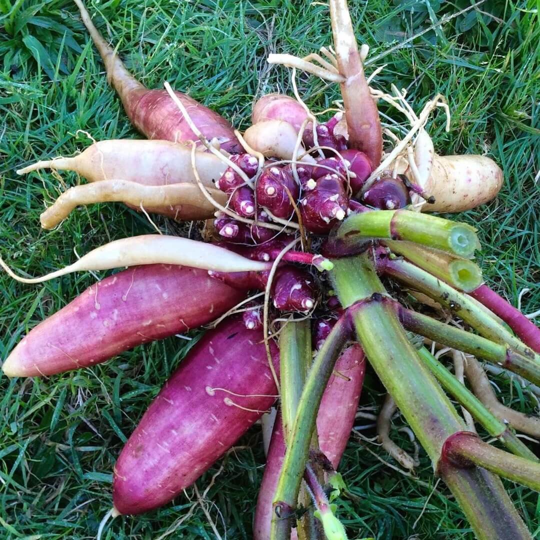 Bolivian Root Crop Seeds - Vegetable Plant