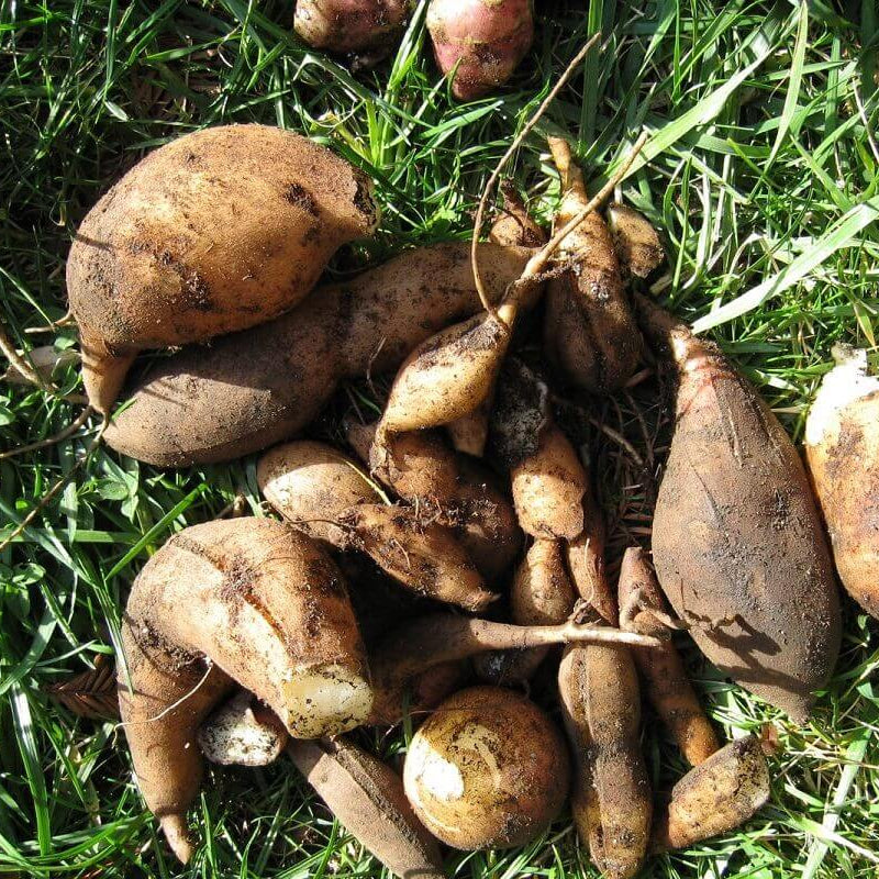 Bolivian Root Crop Seeds - Vegetable Plant