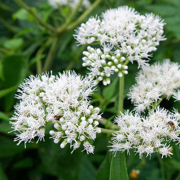 Boneset Seeds – Eupatorium Perfoliatum

