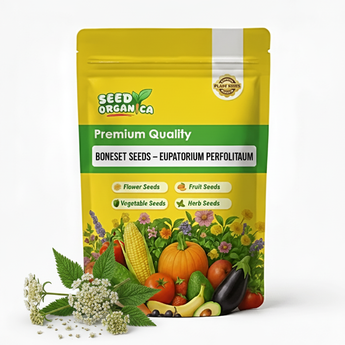 Boneset Seeds – Eupatorium Perfoliatum