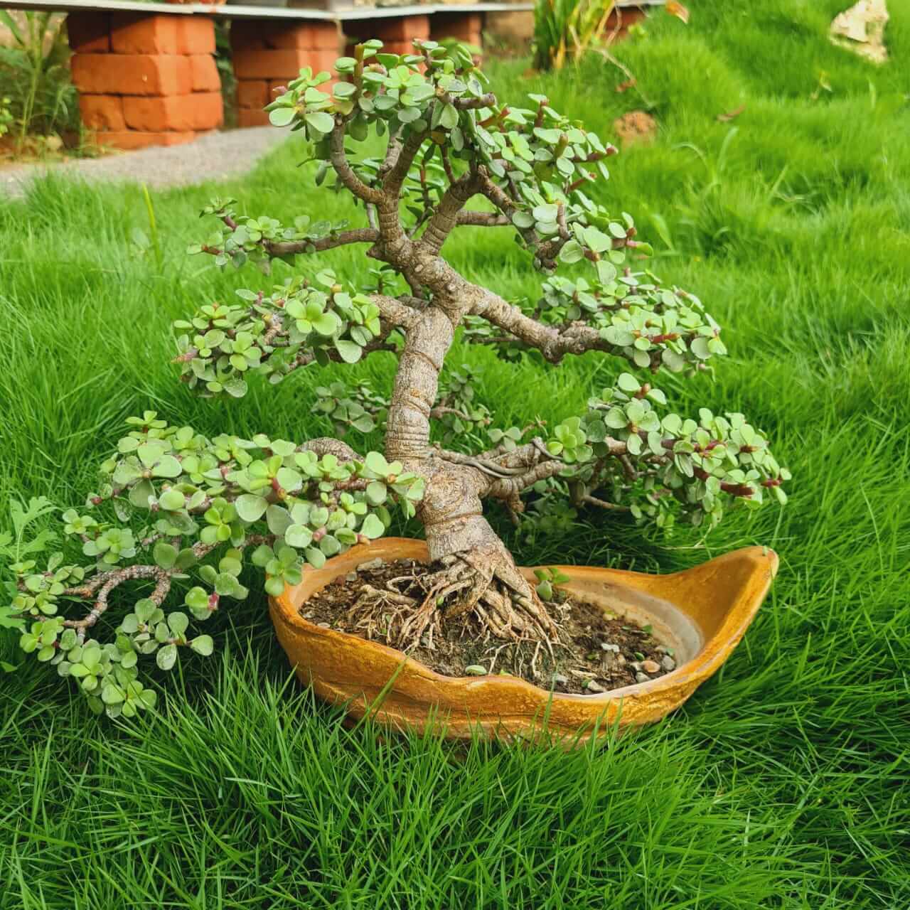 Bonsai Jade Plant Seeds