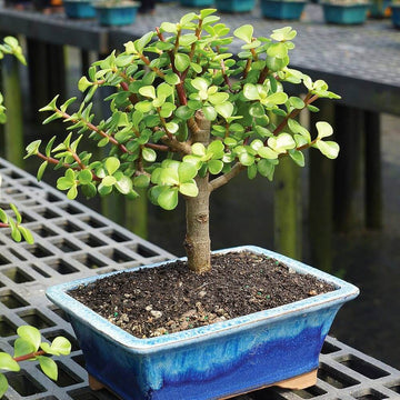 Bonsai Jade Plant Seeds