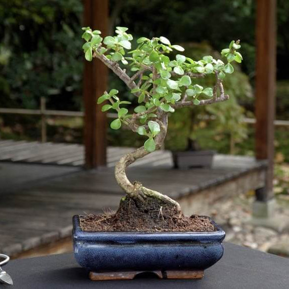 Bonsai Jade Plant Seeds