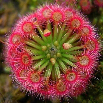 Bonsai Sundew Seeds - Flower Plant