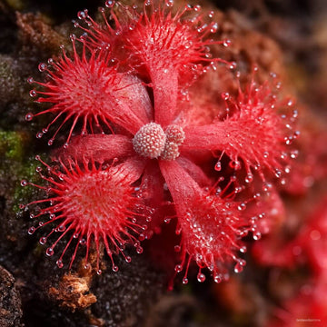 Bonsai Sundew Seeds - Flower Plant