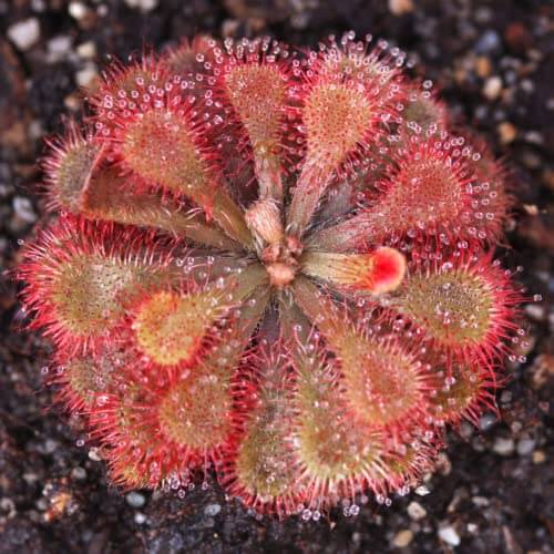 Bonsai Sundew Seeds - Flower Plant