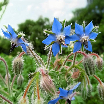 Borage Seeds - Thick Blue

