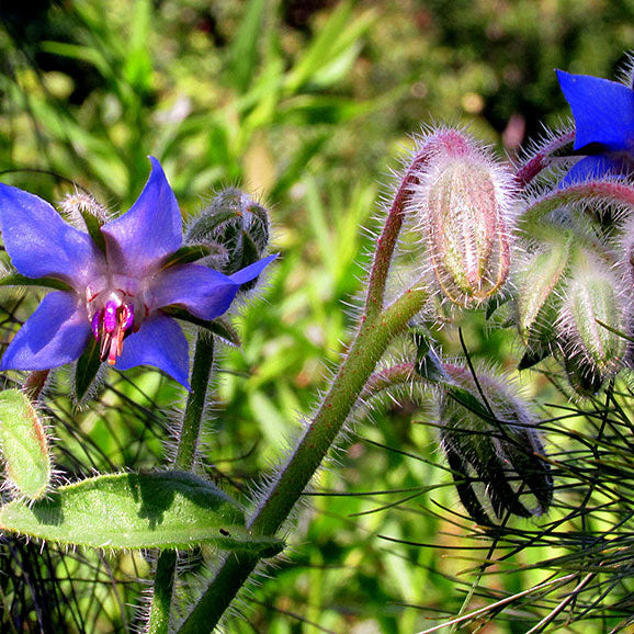Borage Seeds - Thick Blue
