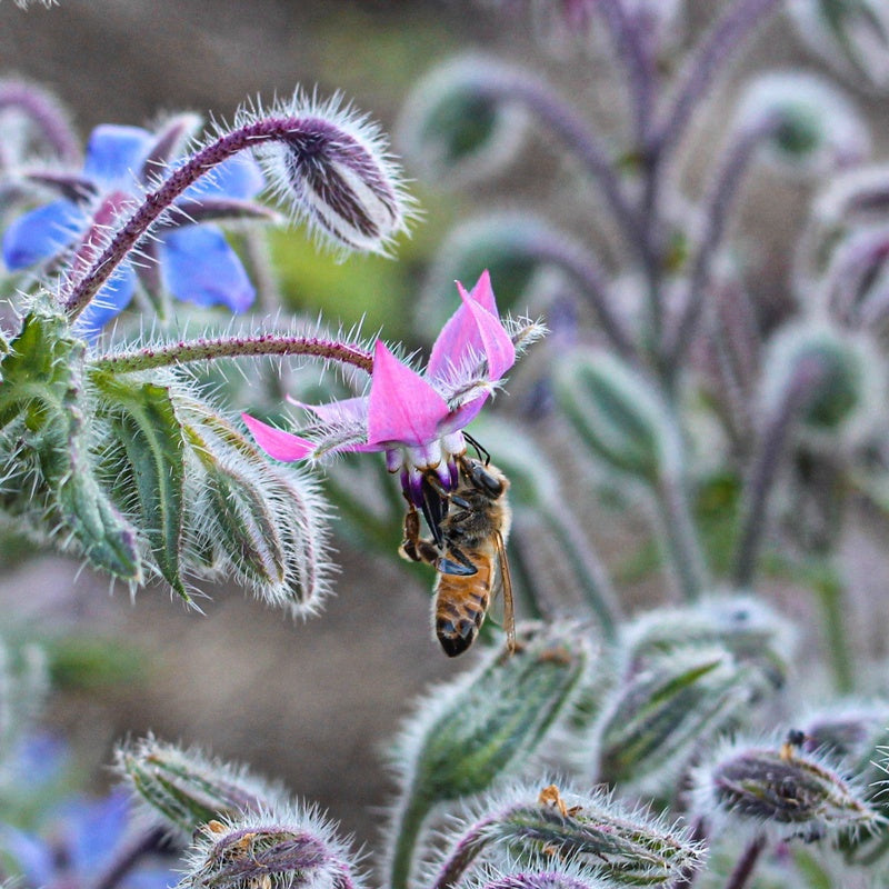 Borage Seeds – Blue & Pink
