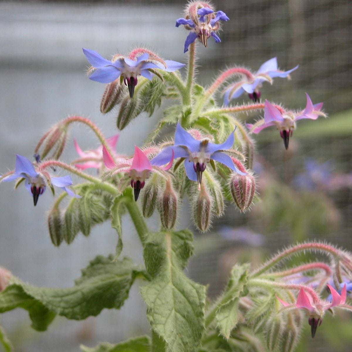 Borage Seeds – Blue & Pink
