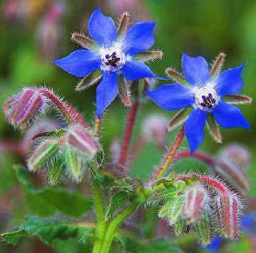 Borage Seeds – Blue Star
