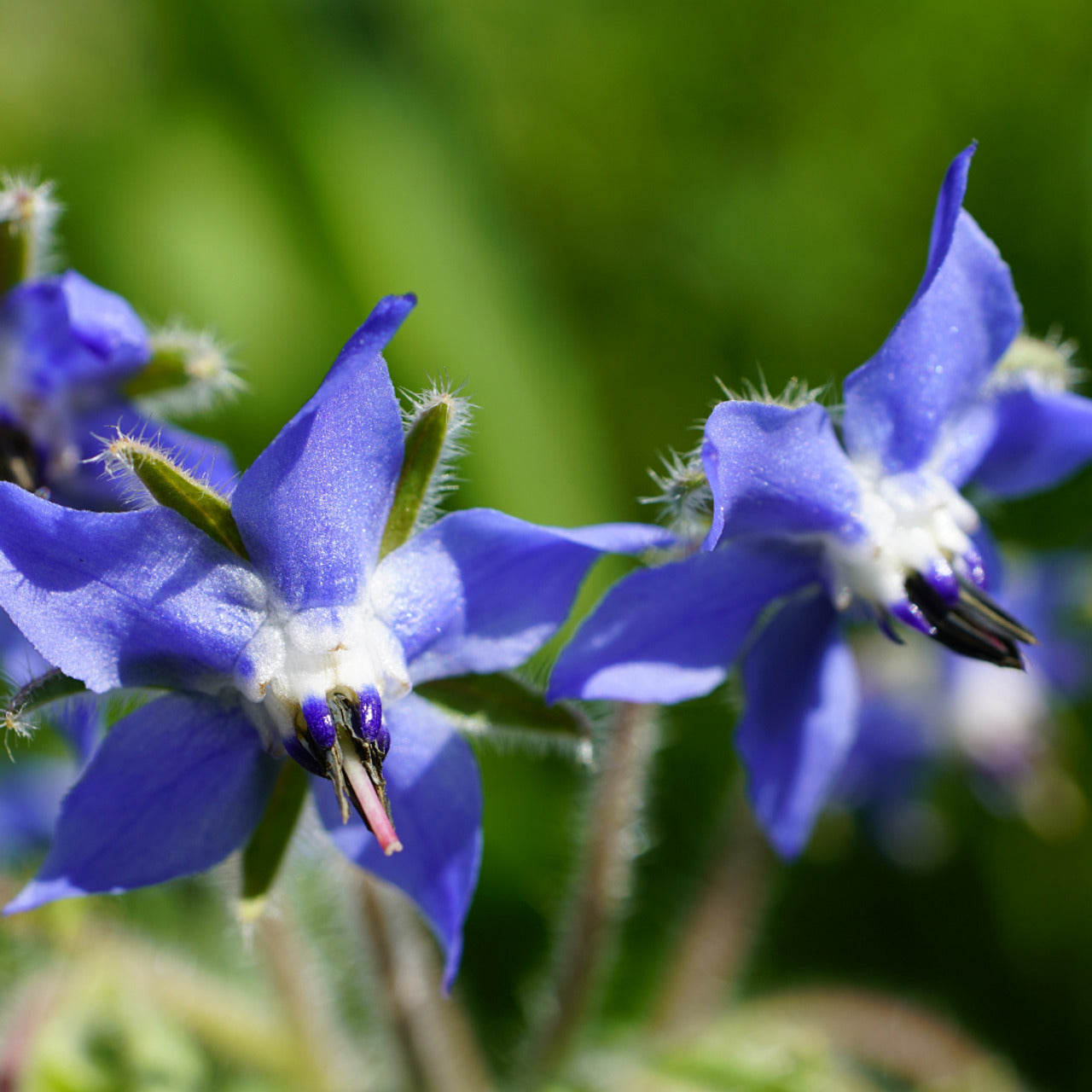 Borage Seeds – Blue Star
