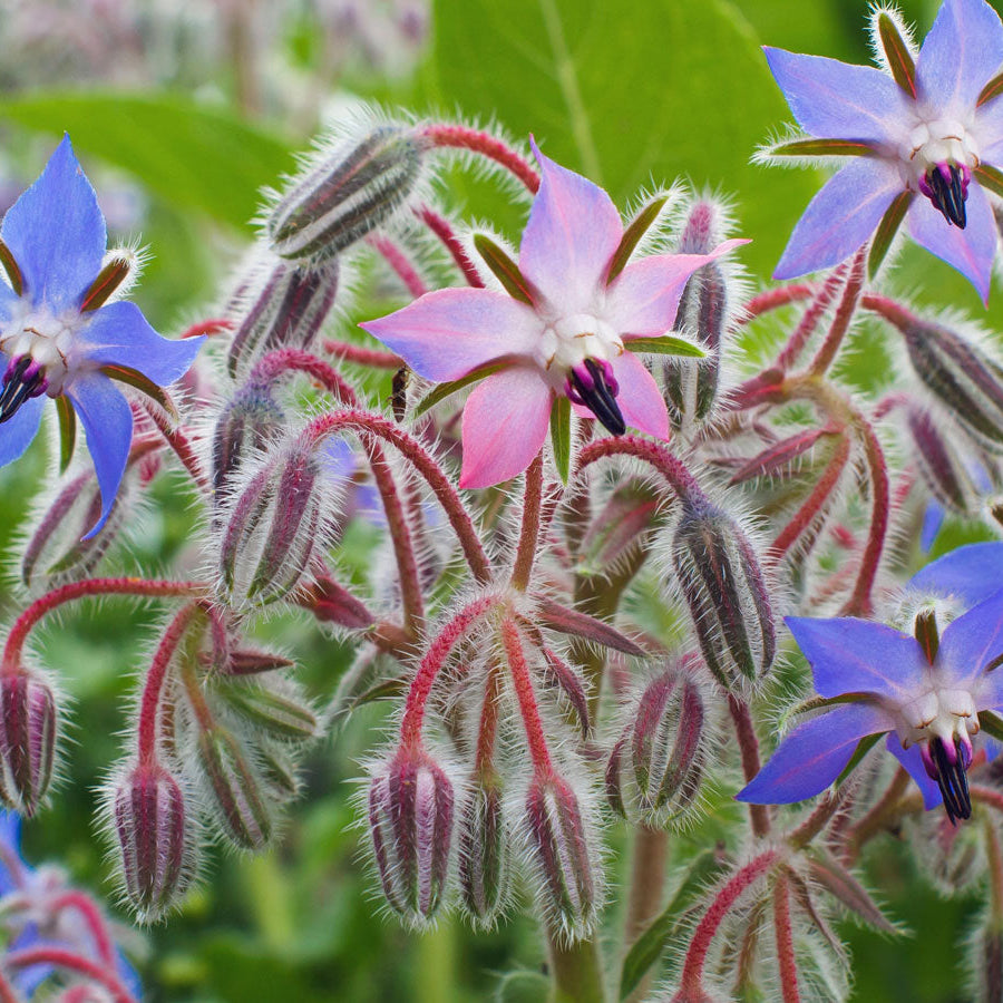 Borage Seeds – Edible Blue
