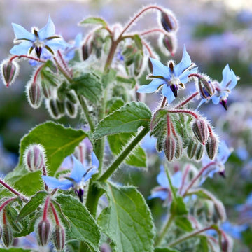 Borage Seeds – Light Blue
