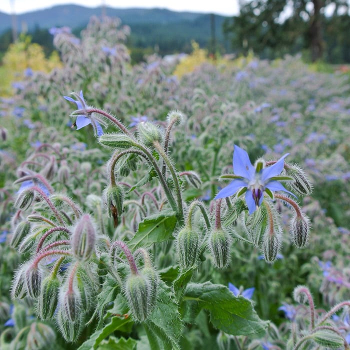 Borage Seeds – Light Blue
